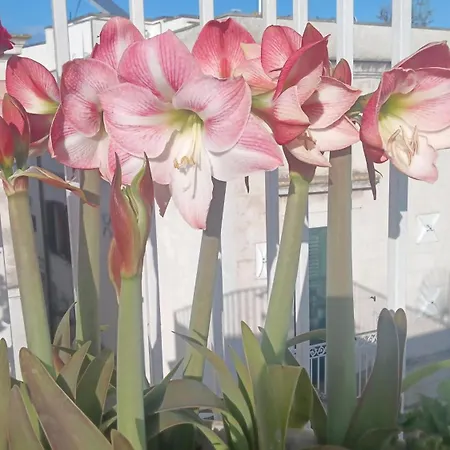 La Chicca Di C.cavour 4* 오스투니